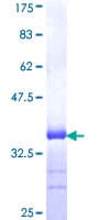 Human SLIT3 Protein (Recombinant GST, N-terminus)