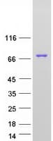 Human GRHL1 / TFCP2L2 Protein (Recombinant Myc-DDK (Flag))