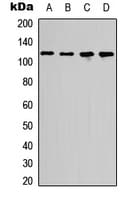 RBL1 / p107 Antibody (Internal)