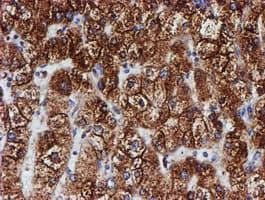 PDIA4 / ERP72 Antibody (clone OTI2C11)
