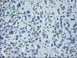 IRF3 Antibody (clone OTI5D2)