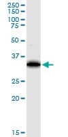 EEF1D Antibody (clone 4B12)