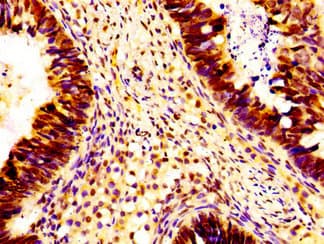 Polyclonal Rabbit anti-Human HIST1H1B Antibody (IHC, IF, WB)
