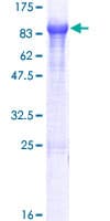 Human KLHL14 Protein (Recombinant GST)