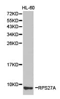 RPS27A Antibody