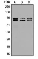 GAD1 + GAD2 Antibody (C-Terminus)