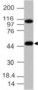 Polyclonal Rabbit anti-Human GPR83 Antibody (WB)