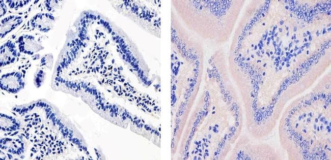 APOA1 / Apolipoprotein A 1 Antibody (clone 513)