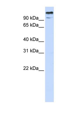 ZBTB10 Antibody (aa36-85)