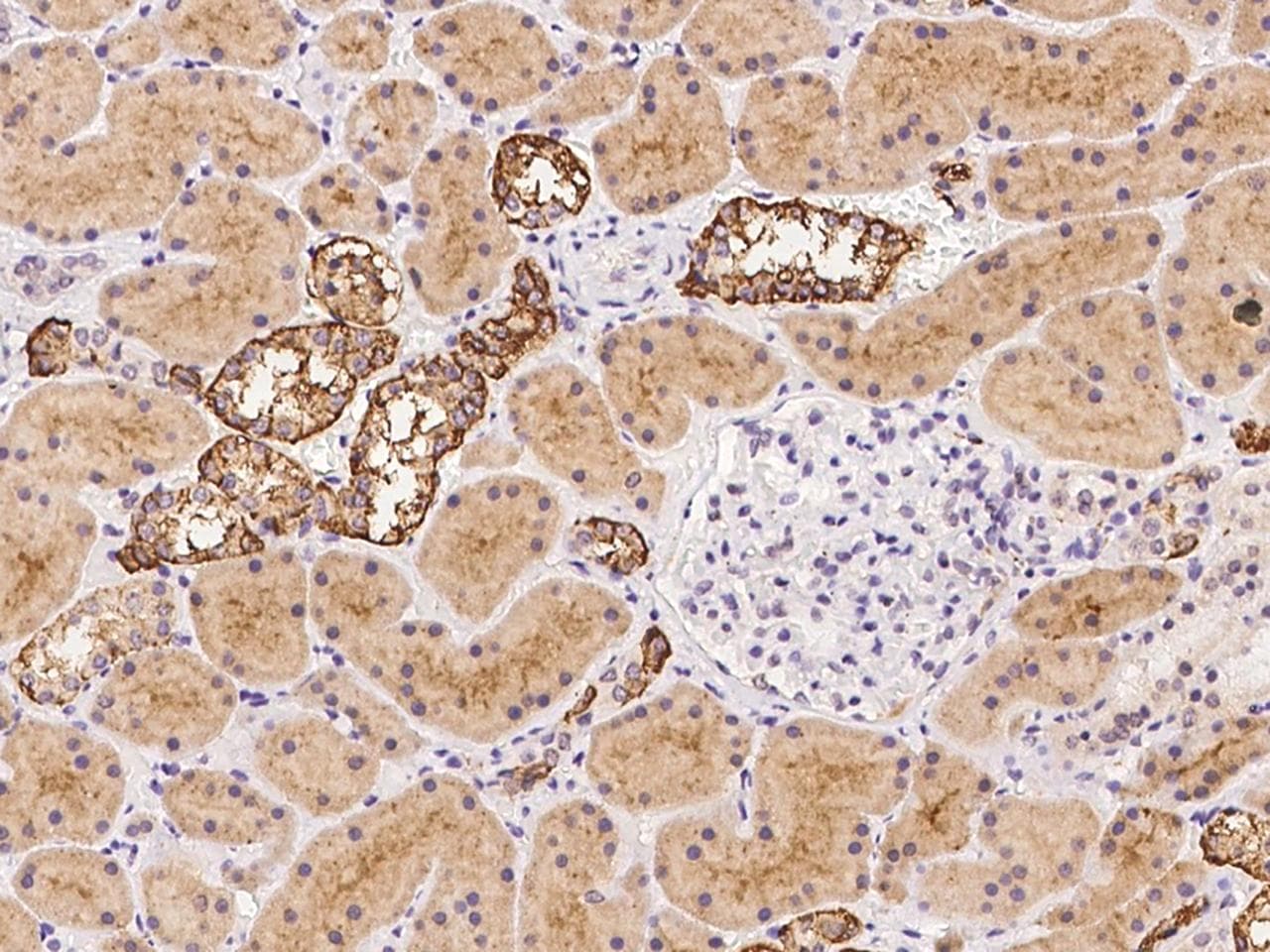 TMEM248 / c7orf42 Antibody