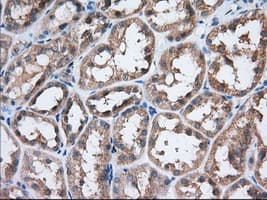 EIF2S1 Antibody (clone OTI3H4)