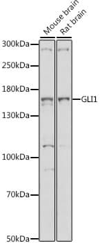 GLI / GLI1 Antibody