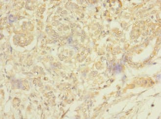 MESP1 Antibody