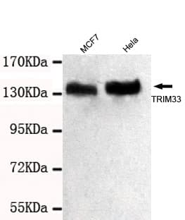 TRIM33 / TIF1-Gamma Antibody (C-Terminus)
