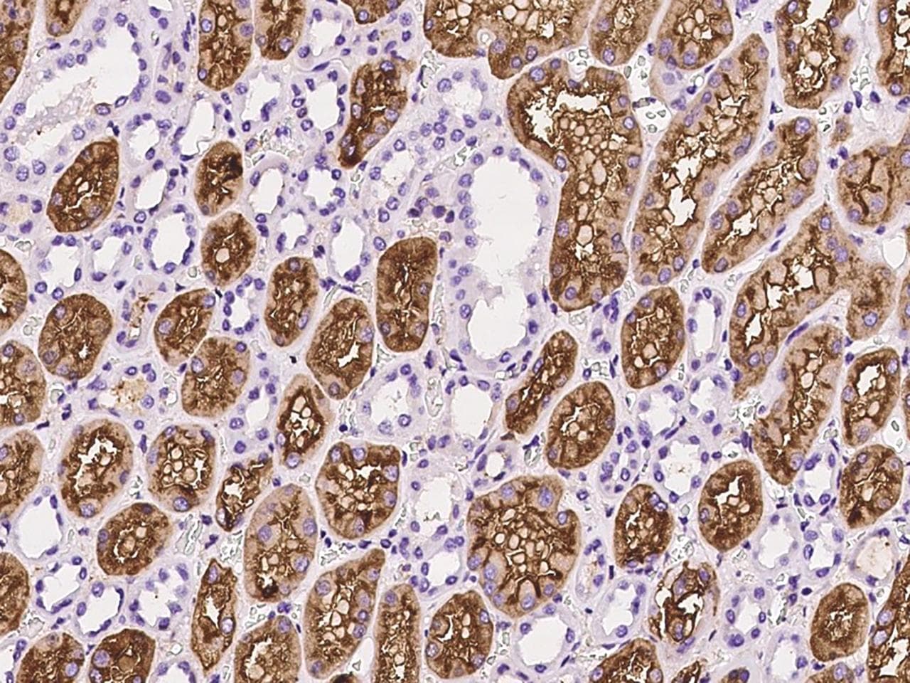 ANPEP / CD13 Antibody (clone 422, Preservative Free)