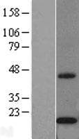 CYB5B Protein (Over-Expression Lysate Myc-DDK (Flag))