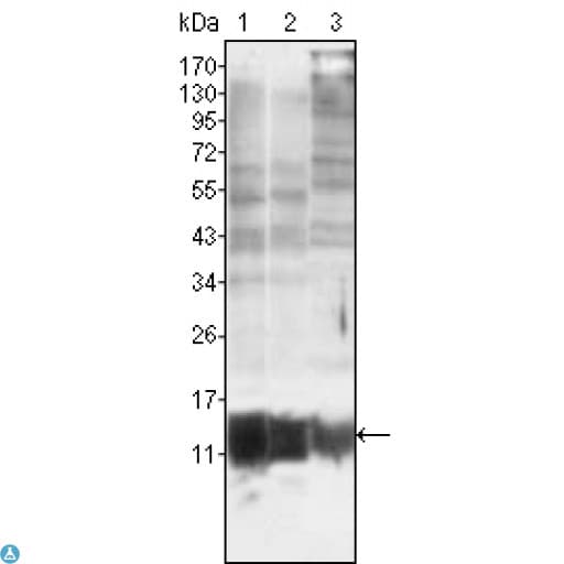 S100A10 Antibody