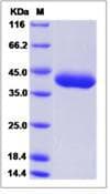 Monkey-Cynomolgus ART1 /CD296 Protein (Recombinant His,C-terminus)