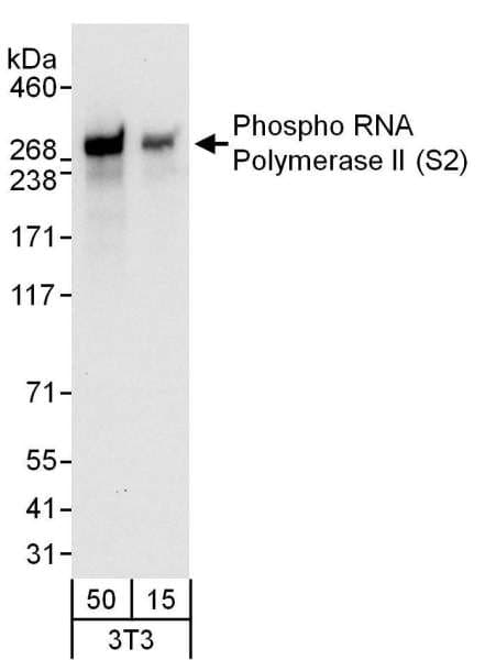 POLR2A / RNA polymerase II Antibody (phospho-Ser2)