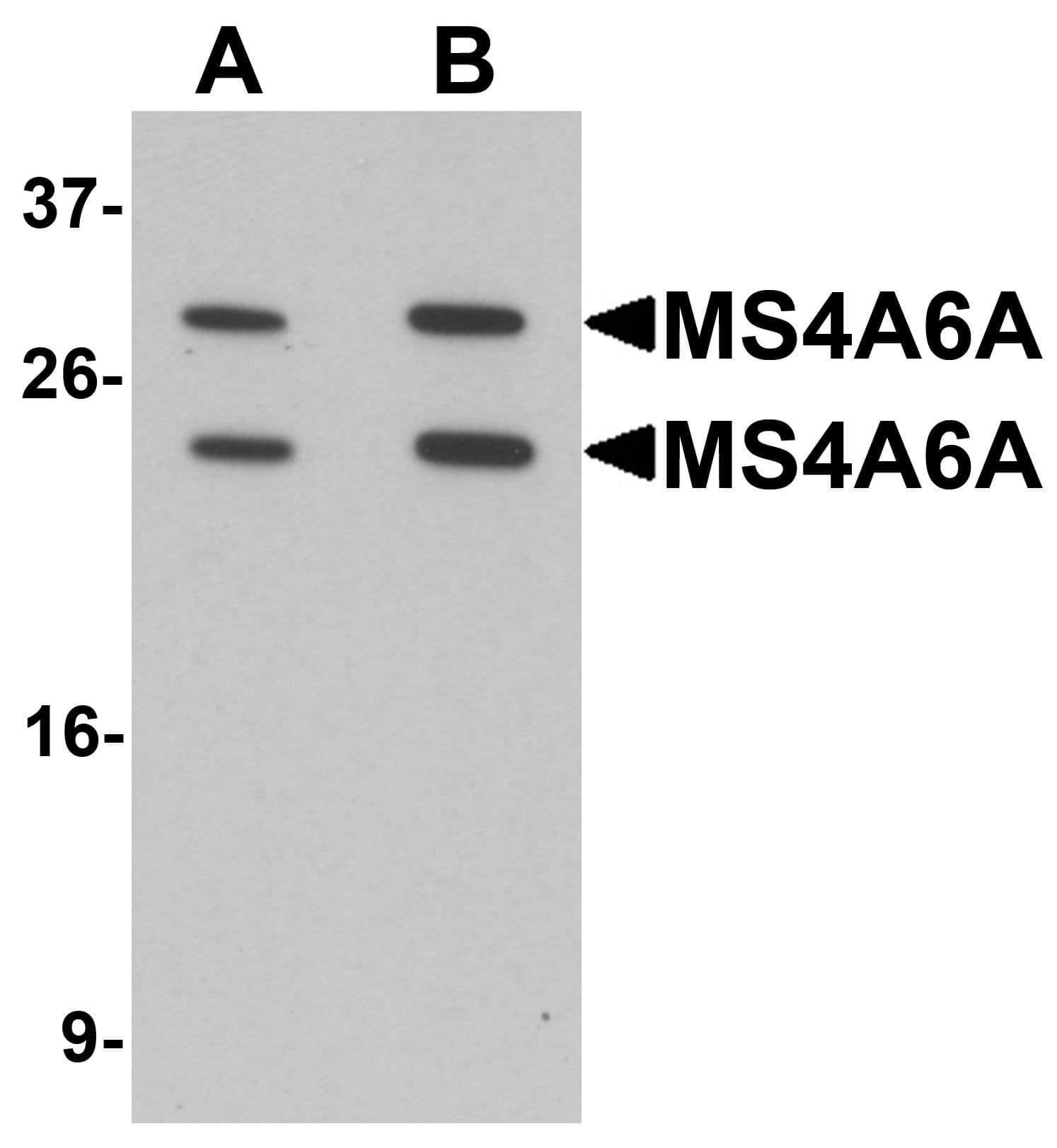 IHC-plus™ MS4A6A / MS4A Antibody