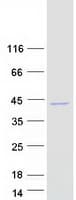 Human HARBI1 Protein (Recombinant Myc-DDK (Flag))