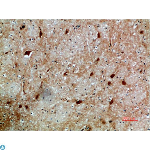 NFAT5 Antibody