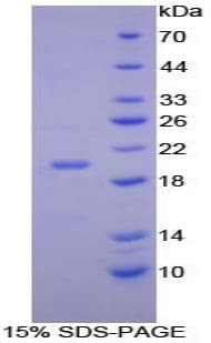 Mouse CEBPG / CEBP Gamma Protein (Recombinant His-T7)