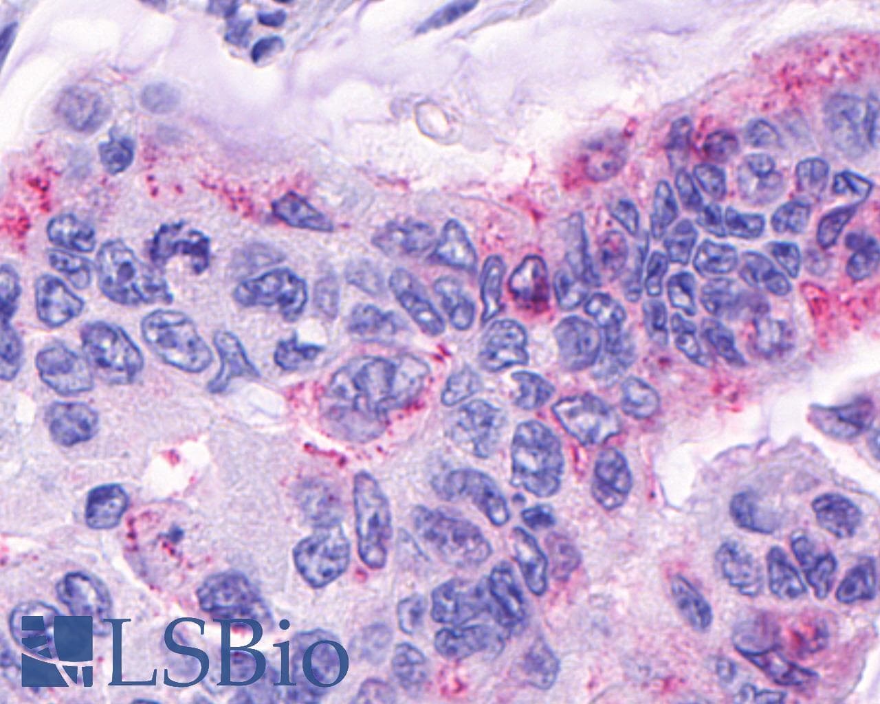 IHC-plus™ O3FAR1 / GPR120 Antibody (Cytoplasmic Domain)