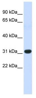 HOXC8 Antibody (aa35-84)