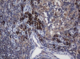 UBE2J1 Antibody (clone OTI3D5, Carrier-free)