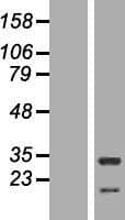 Human HAX-1 Protein (Over-Expression Lysate Myc-DDK (Flag))