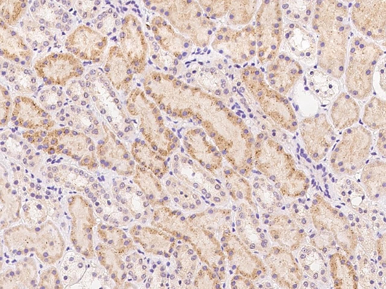 TRIM23 Antibody