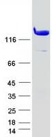 Human AMPH / Amphiphysin Protein (Recombinant Myc-DDK (Flag))
