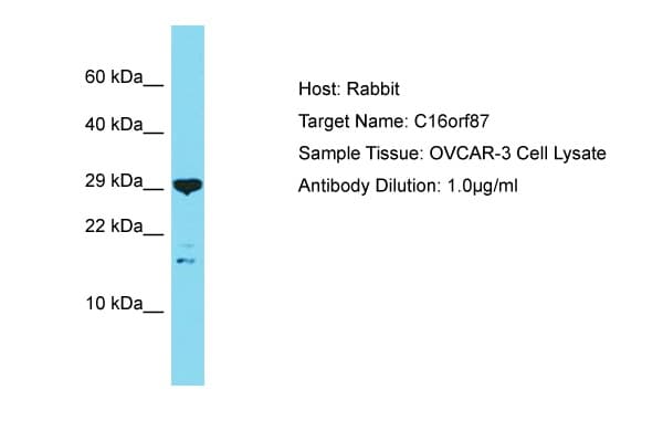 Polyclonal Rabbit anti-Human C16orf87 Antibody (N-Terminus, WB)