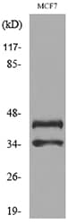 ANGPTL4 Antibody
