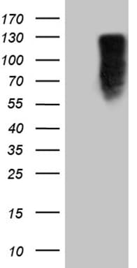 MED15 / ARC105 Antibody (aa393-679, clone OTI3H10, Carrier-free)