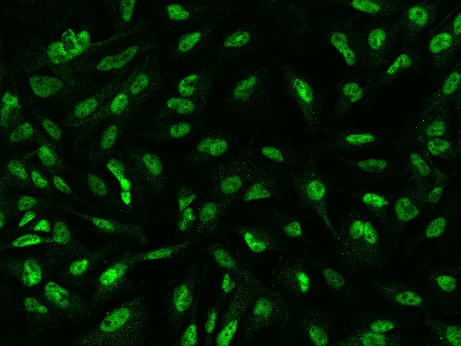 SP4 Antibody