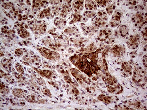Monoclonal Mouse anti-Human GNAS Antibody (clone OTI7A4, IHC, WB)