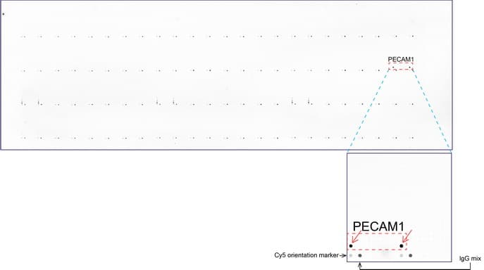Monoclonal Mouse anti-Human PECAM-1 / CD31 Antibody (clone UMAB30, Carrier-free, IHC, WB)