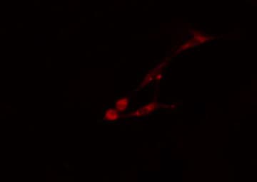 PHAX Antibody