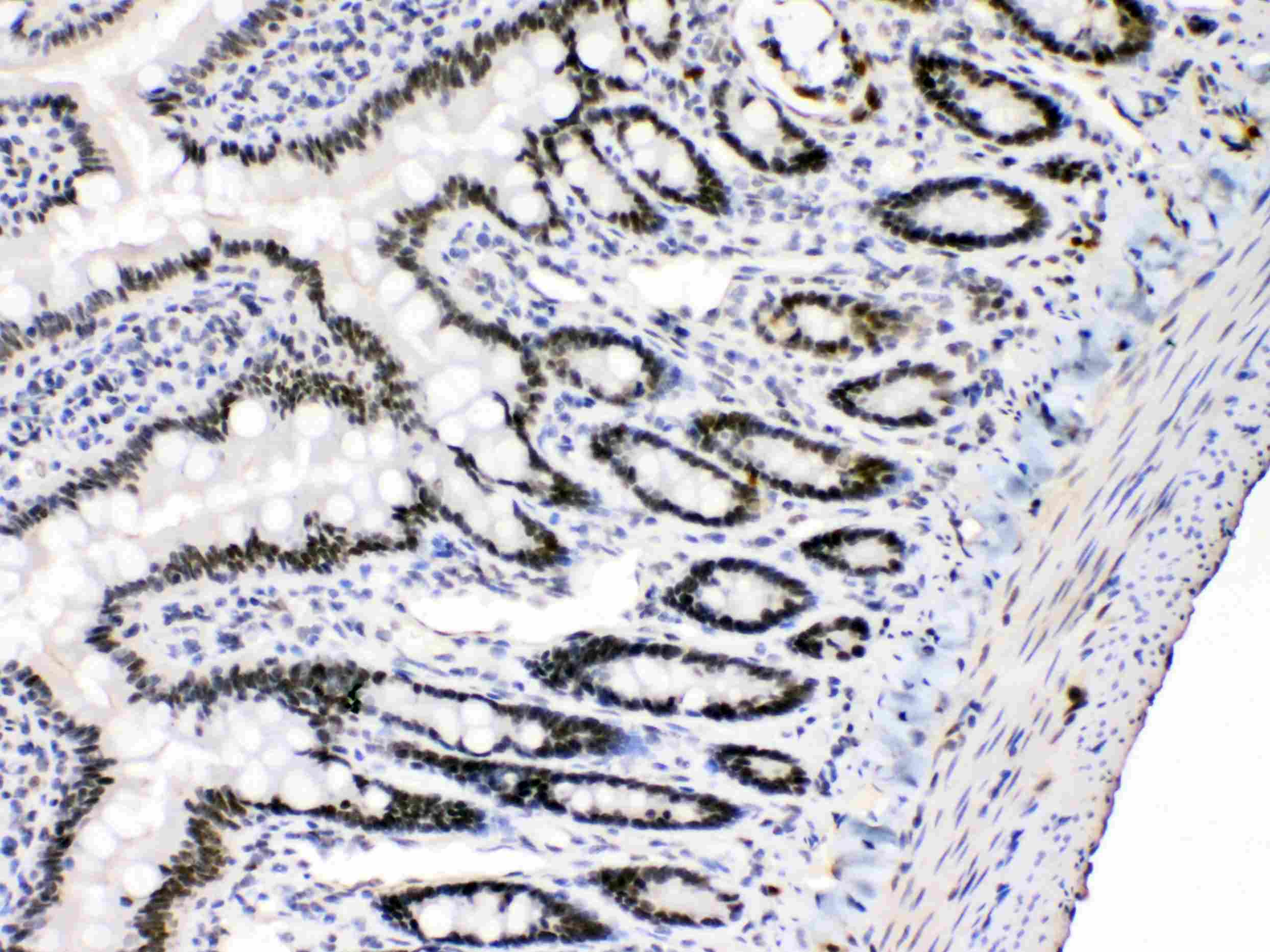 E2F4 Antibody