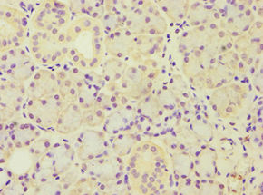 ARF3 Antibody (aa1-181)