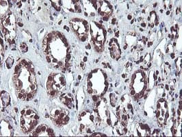 OSGEP Antibody (aa1-335, clone OTI9E3, Carrier-free)