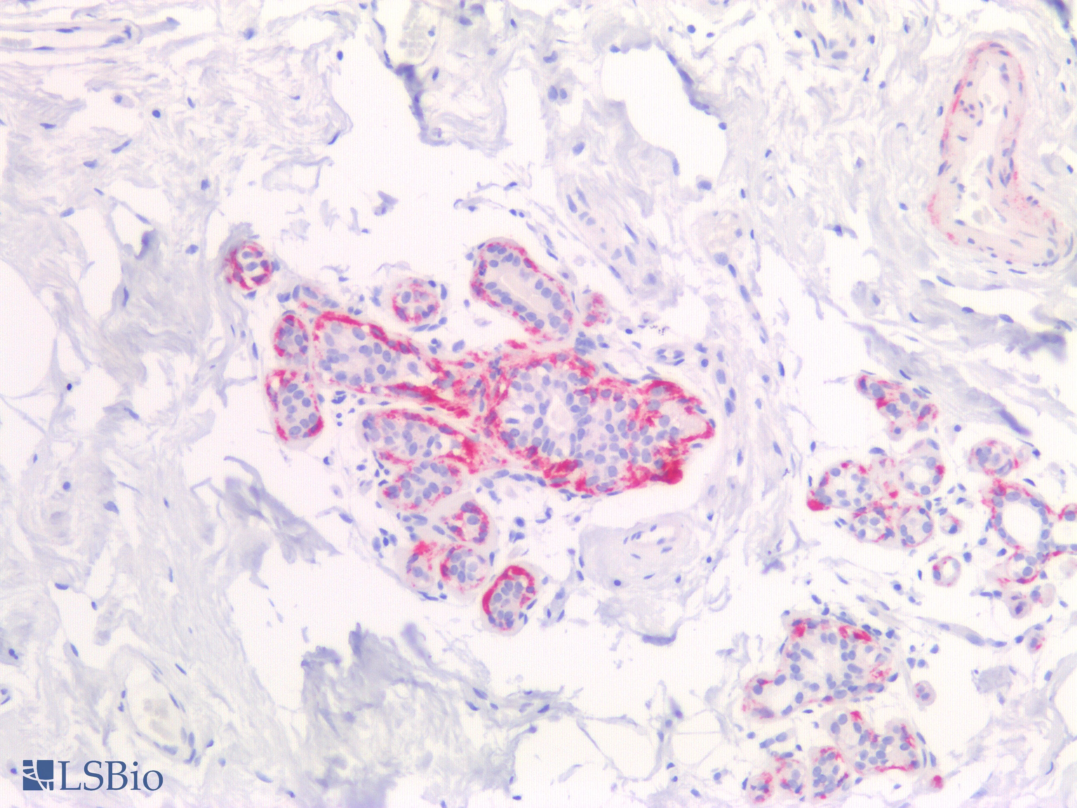 PathPlus™ CNN1 / Calponin Antibody (Internal)