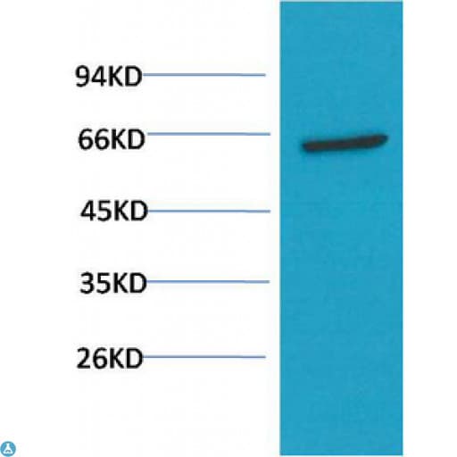 AKT1 Antibody