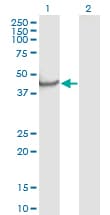 NPTX1 Antibody (clone 7E6)