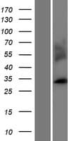 MARCH1 Protein (Over-Expression Lysate Myc-DDK (Flag))