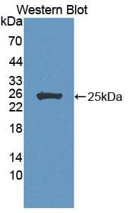 SCG5 / 7B2 Antibody (aa27-212, Biotin)