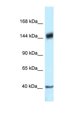 Polyclonal Rabbit anti-Human PELP1 Antibody (aa791-840, WB)