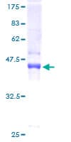Human MYLPF Protein (Recombinant GST)